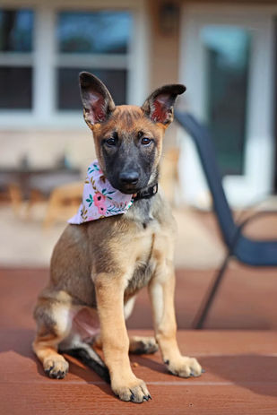 True Dog Training gallery photo 2