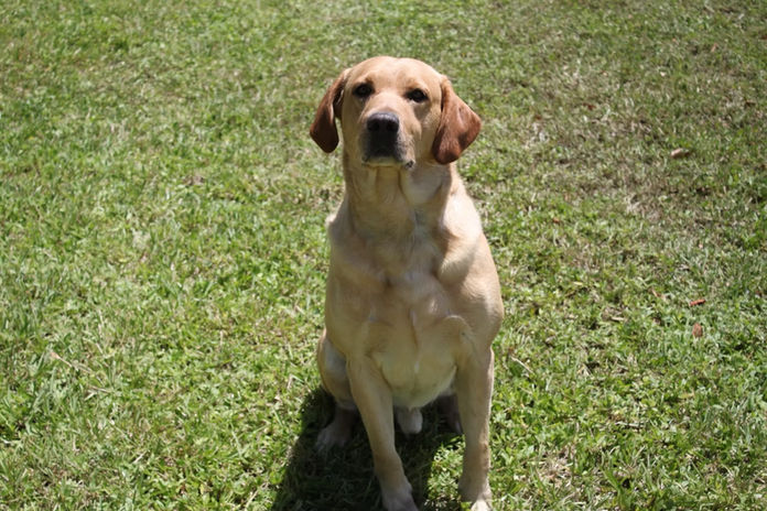 True Dog Training gallery photo 3
