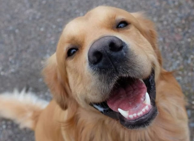 True Dog Training gallery photo 4