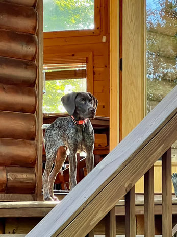 True Dog Training gallery photo 6