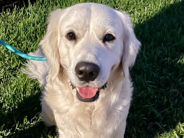 True Dog Training gallery photo 7
