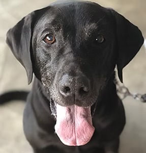 True Dog Training gallery photo 9