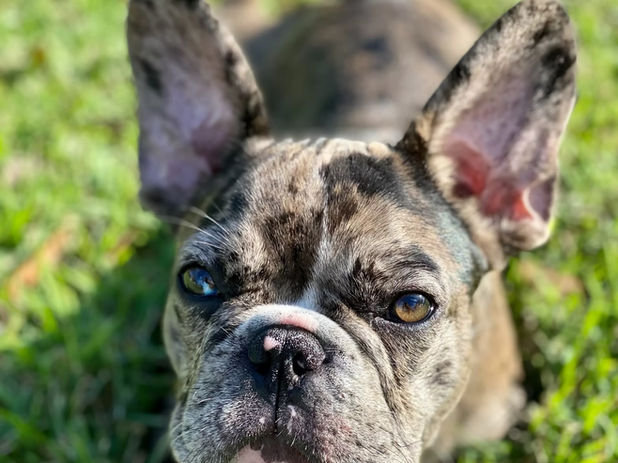 True Dog Training gallery photo 10