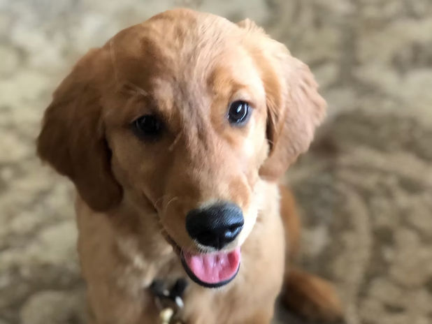True Dog Training gallery photo 11