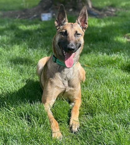 True Dog Training gallery photo 12