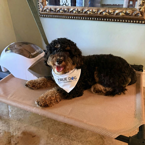 True Dog Training gallery photo 14