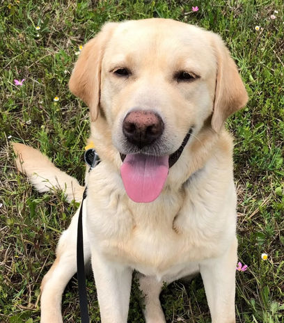 True Dog Training gallery photo 15
