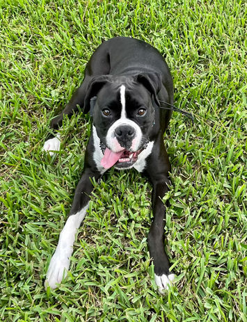 True Dog Training gallery photo 16