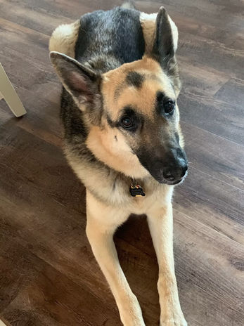 True Dog Training gallery photo 17