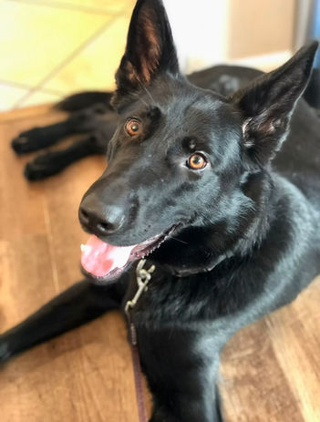 True Dog Training gallery photo 18