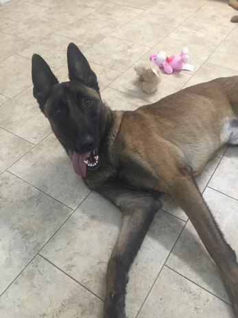 True Dog Training gallery photo 19